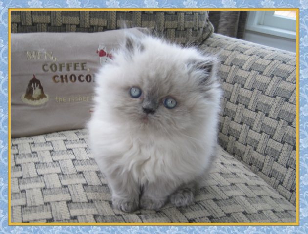 Kuddles - Blue Point Himalayan