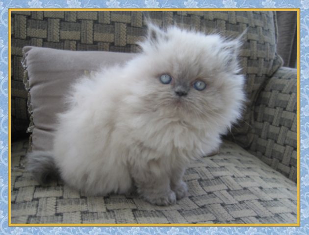 Kuddles - Blue Point Himalayan