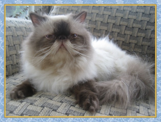 Kuddles - Blue Point Himalayan