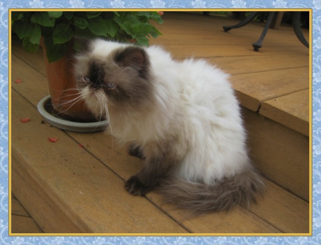 Kuddles - Blue Point Himalayan
